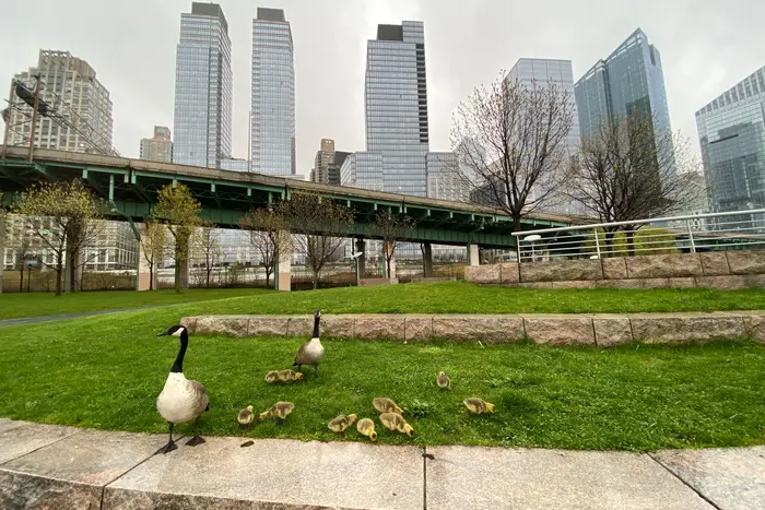Two adult geese and 10 goslings in Riverside Park with shiny skyscrapers in the background